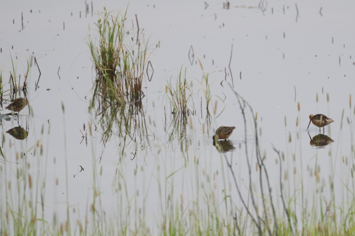 Long-billed Dowitcher - Pam Sinclair