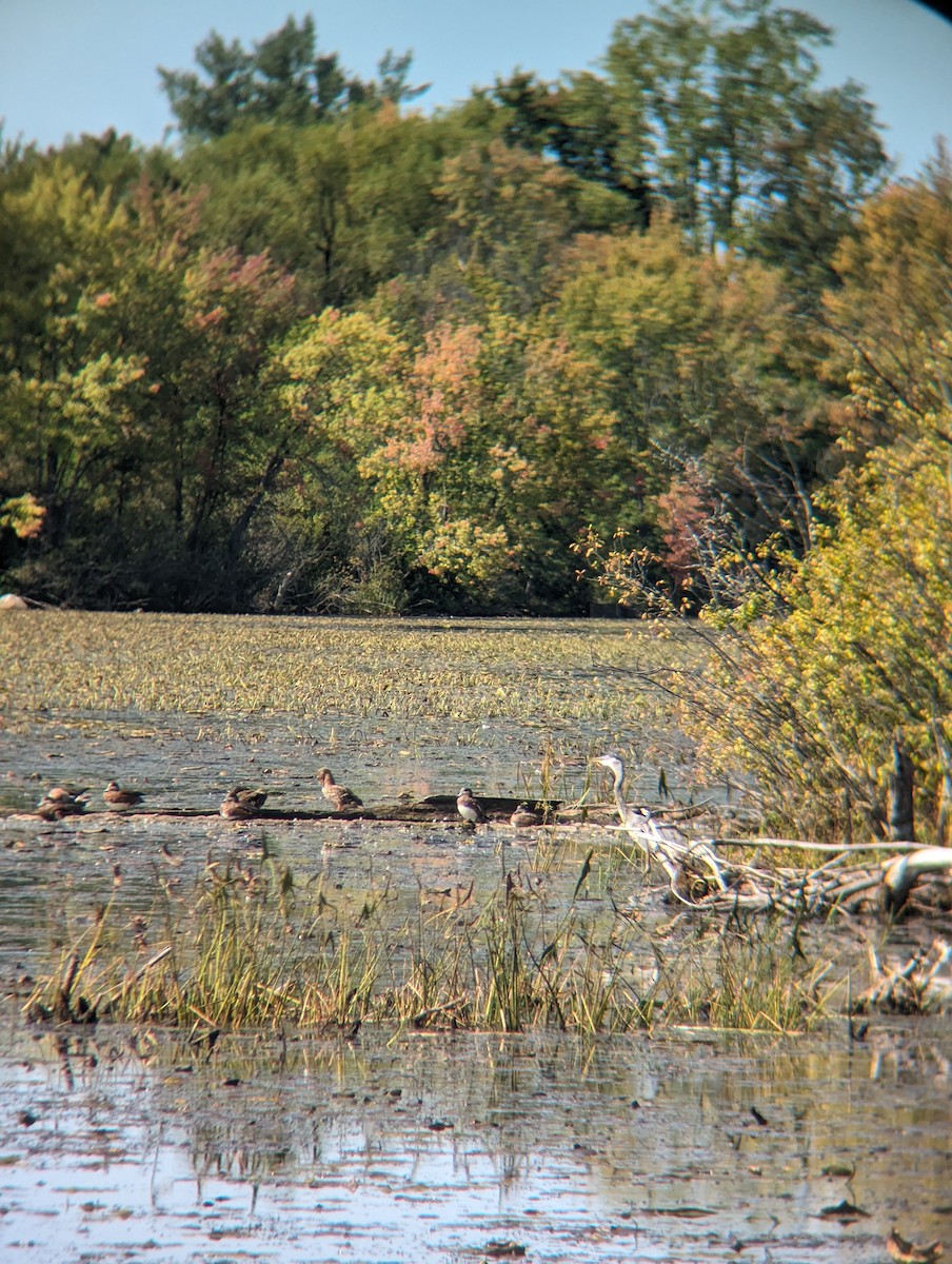 Great Blue Heron - ML609109569