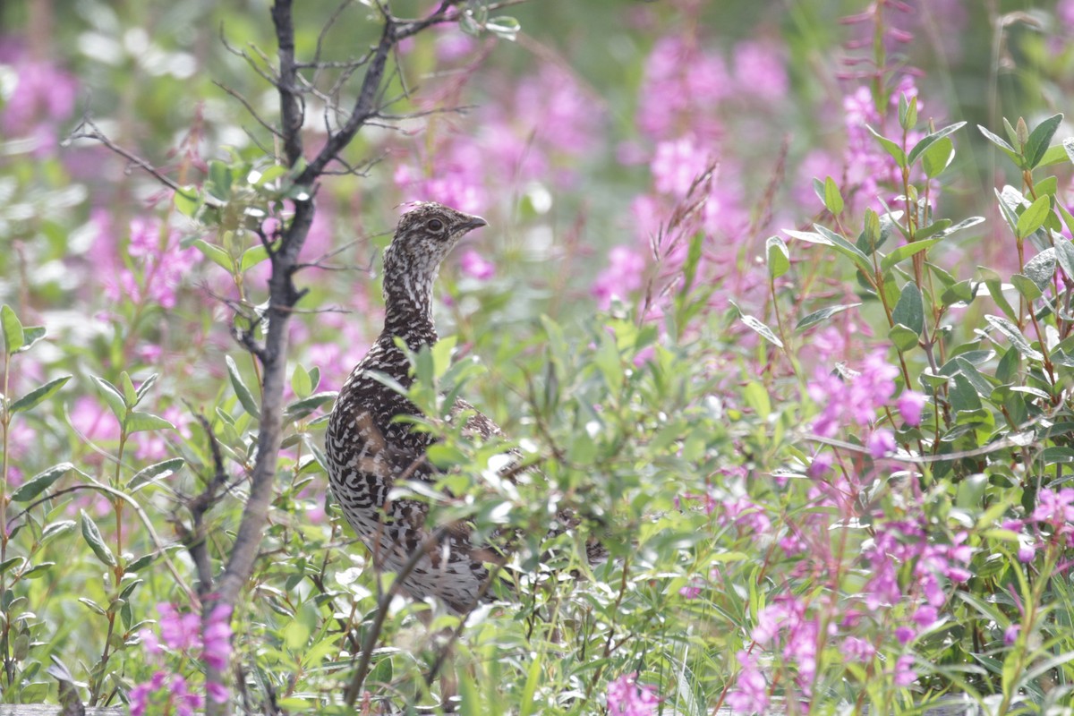 Sharp-tailed Grouse - ML609109671