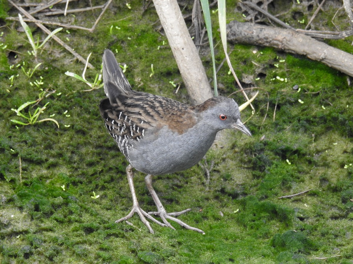 Dot-winged Crake - ML609109775