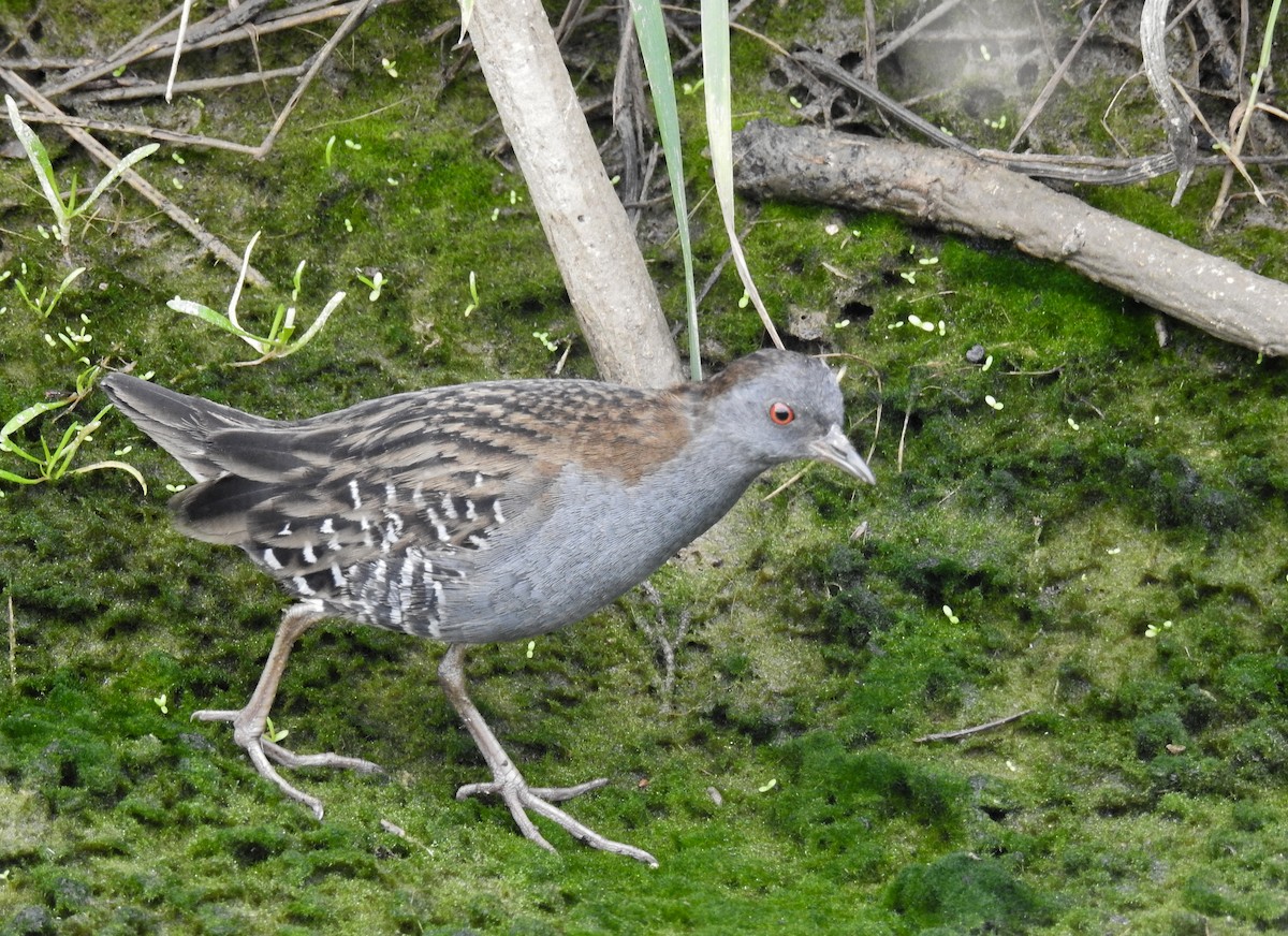 Dot-winged Crake - ML609109776