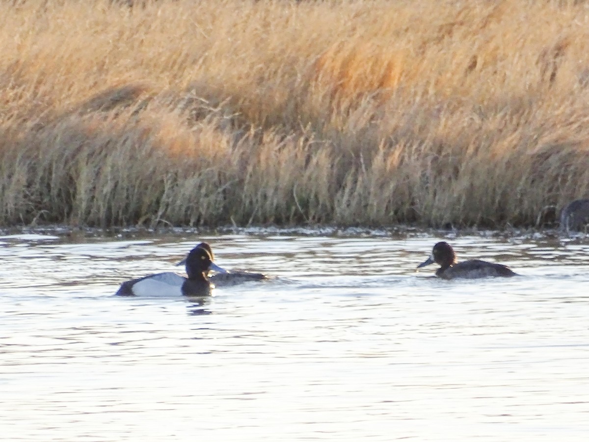 Lesser Scaup - ML609109800