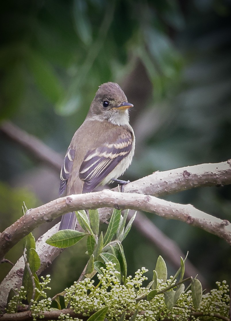 Willow Flycatcher - ML609109833