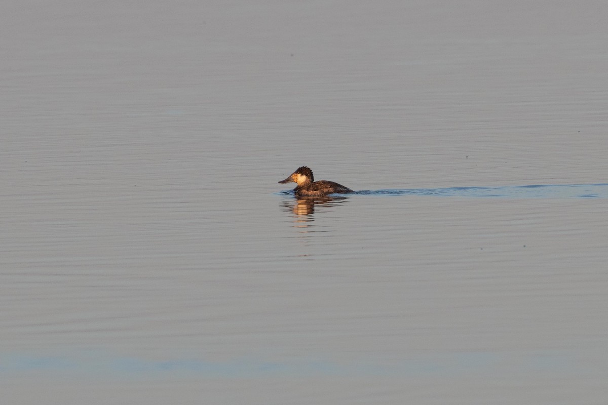 Ruddy Duck - ML609109847