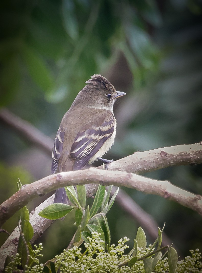 Willow Flycatcher - ML609109848