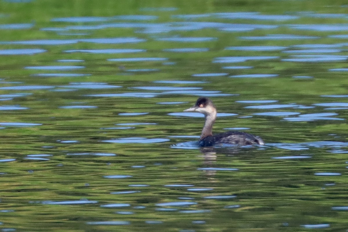 Eared Grebe - ML609109850