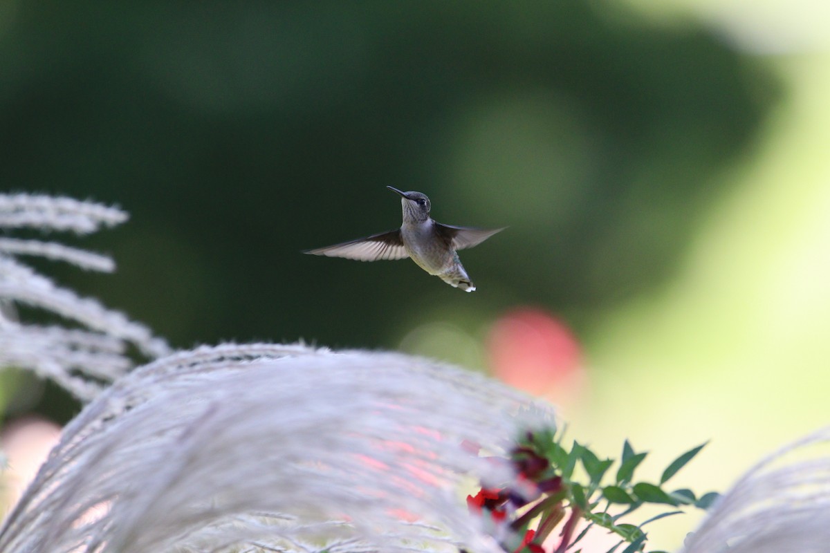 Ruby-throated Hummingbird - ML609109853