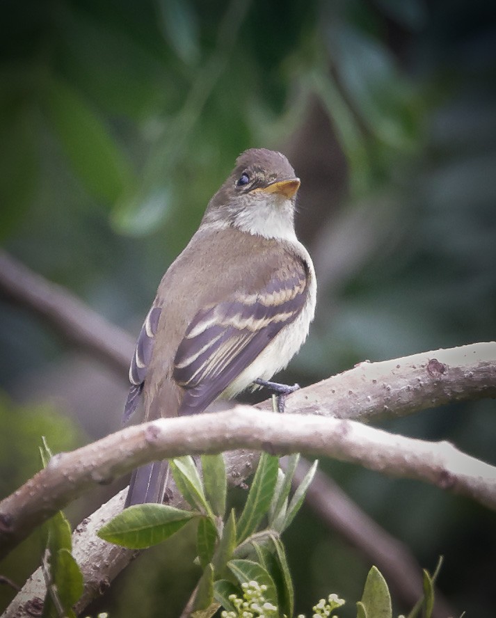 Willow Flycatcher - ML609109860