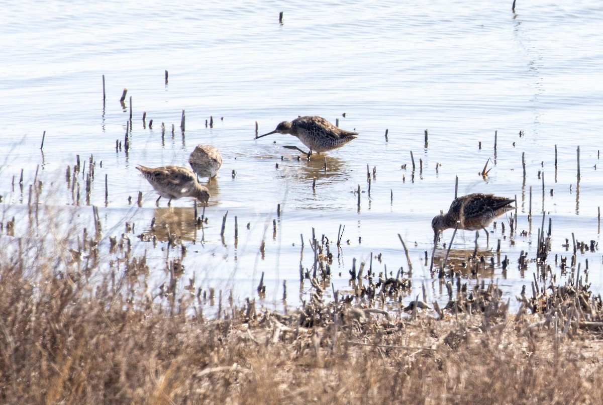 Long-billed Dowitcher - ML609109864