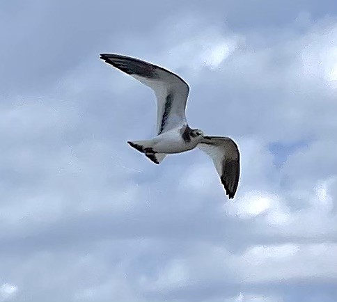 Gaviota de Sabine - ML609109918