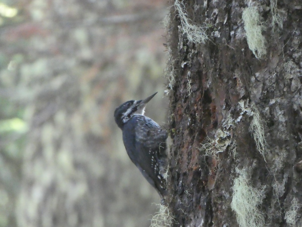 Black-backed Woodpecker - ML609109921