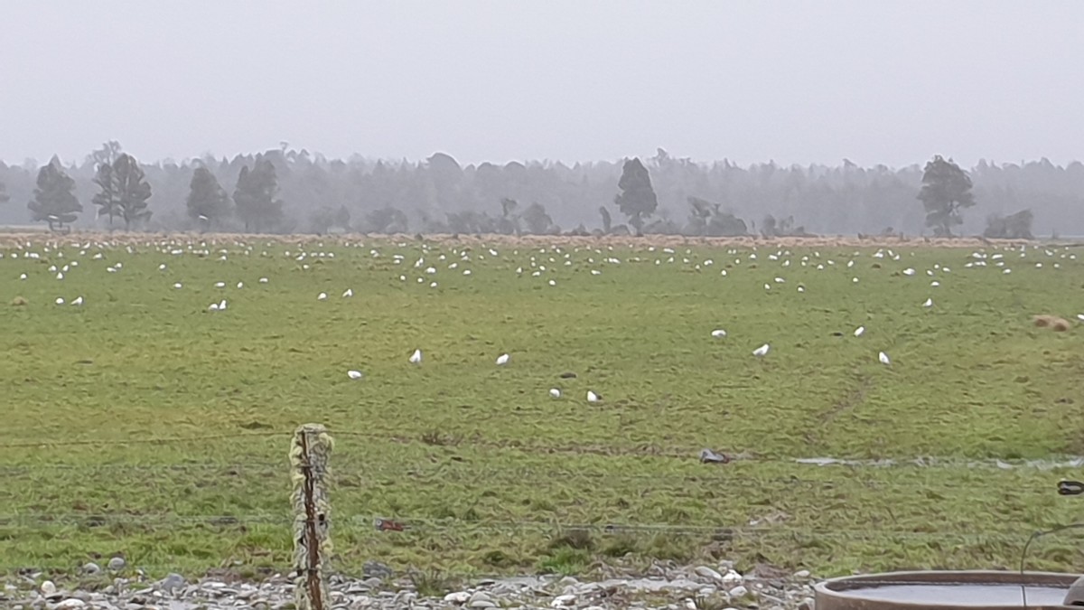 Silver Gull (Red-billed) - ML609109973