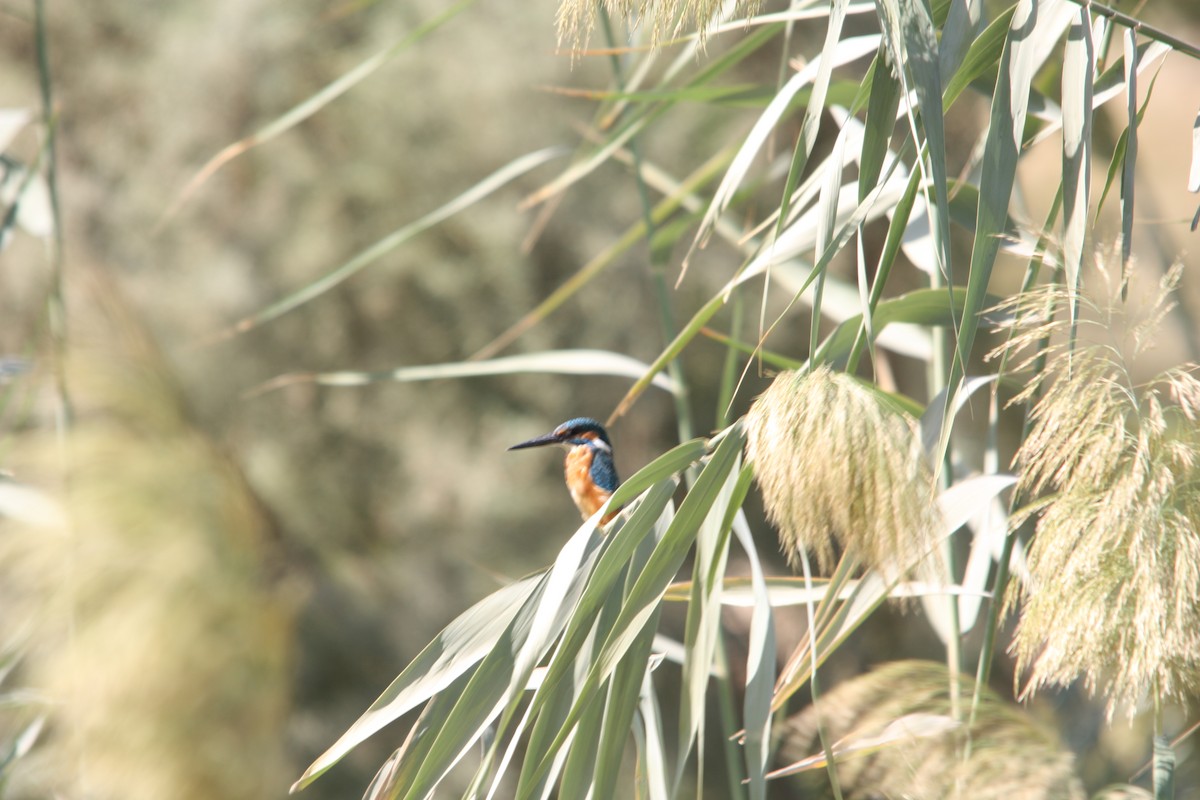 Common Kingfisher - Mark Baker