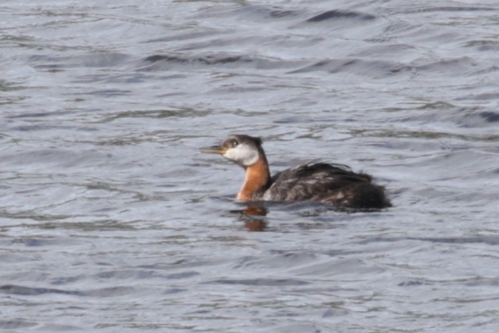 Red-necked Grebe - ML609110240