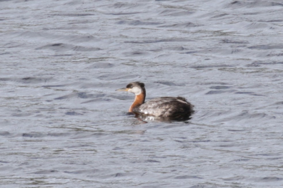 Red-necked Grebe - ML609110241