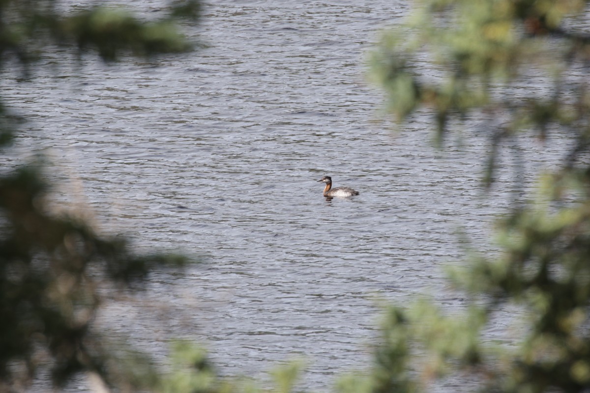 Red-necked Grebe - ML609110242