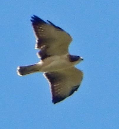 Short-tailed Hawk - ML609110257