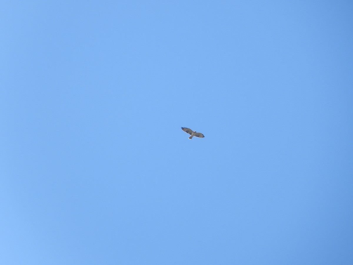 Short-tailed Hawk - ML609110258