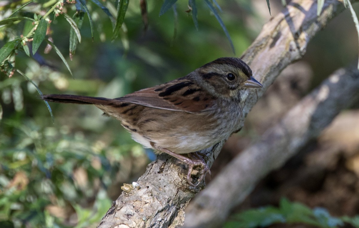 Swamp Sparrow - ML609110305