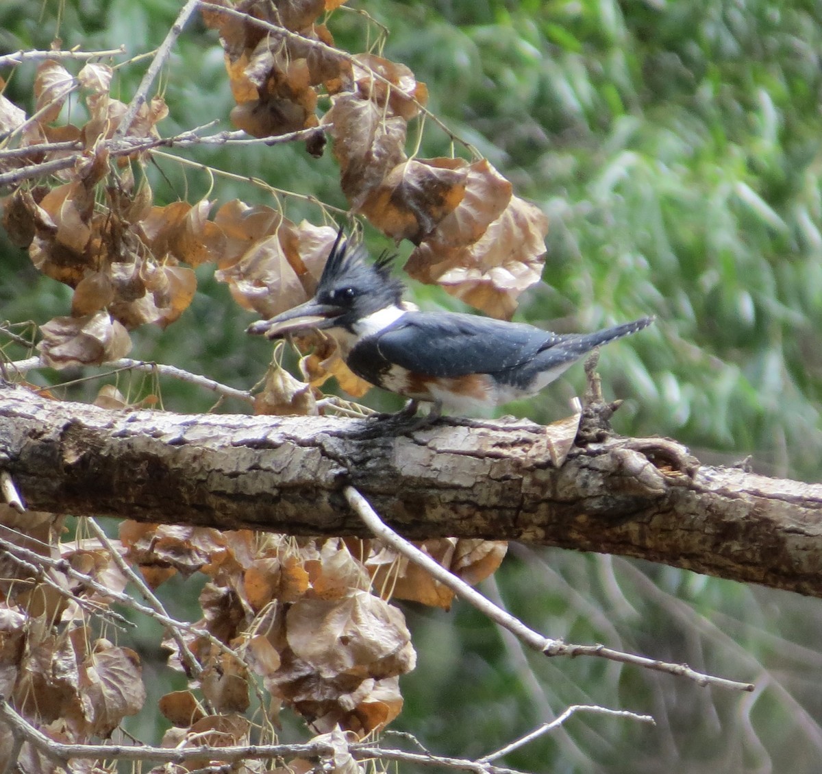 Belted Kingfisher - ML609110549