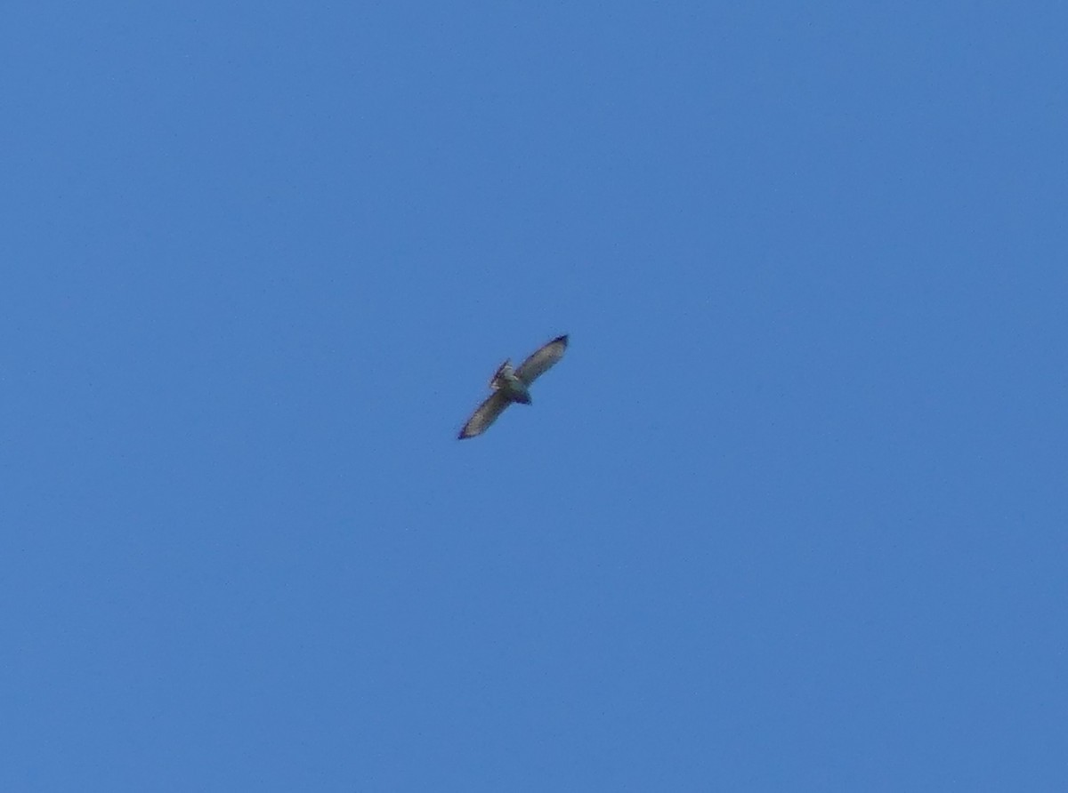 Broad-winged Hawk - ML609110590
