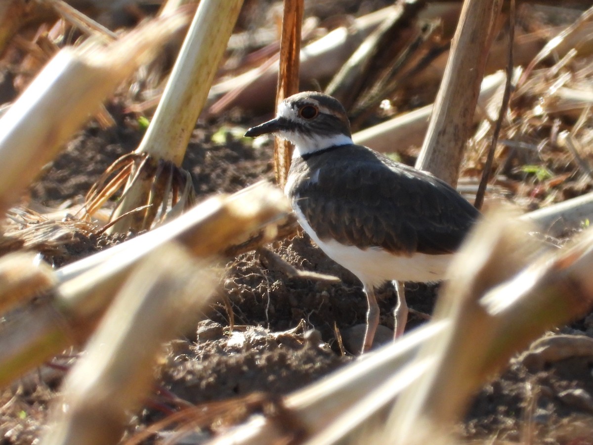 Killdeer - ML609110600