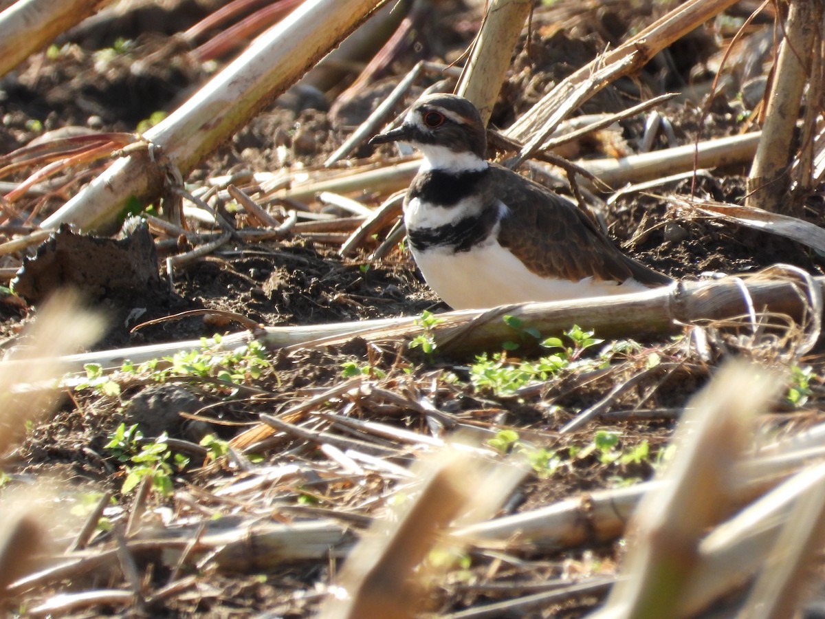 Killdeer - ML609110601