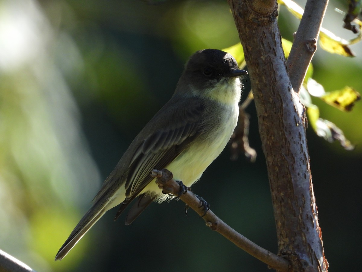 Eastern Phoebe - ML609110611