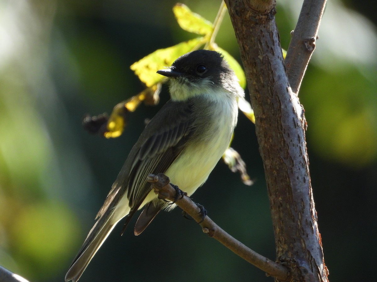 Eastern Phoebe - ML609110612