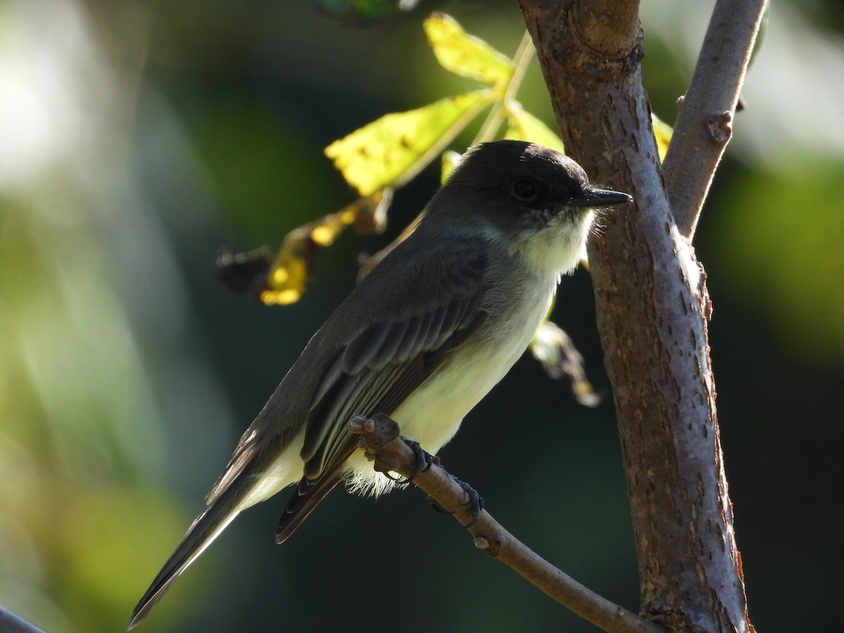 Eastern Phoebe - ML609110615