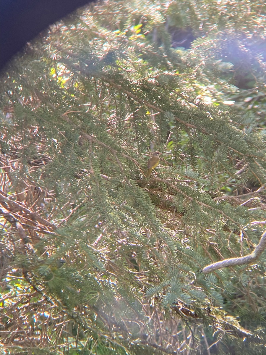 MacGillivray's Warbler - ML609110661