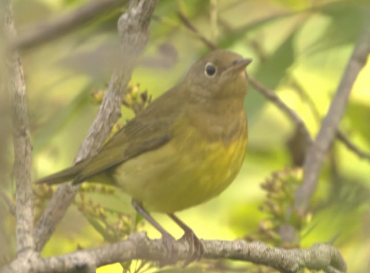 Connecticut Warbler - ML609110664