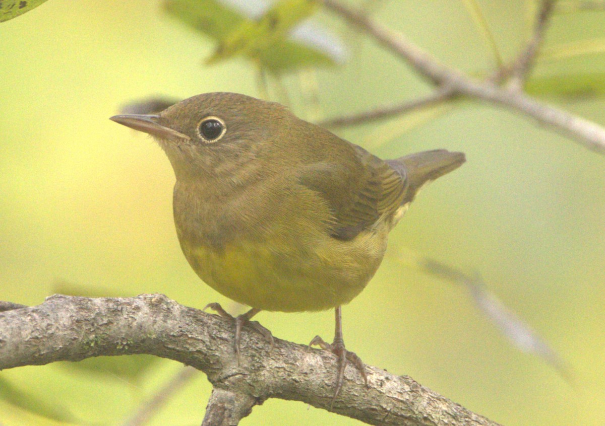 Connecticut Warbler - ML609110669