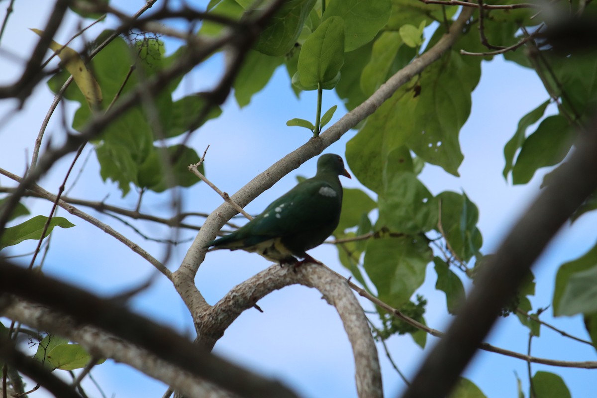 Claret-breasted Fruit-Dove - ML609110735