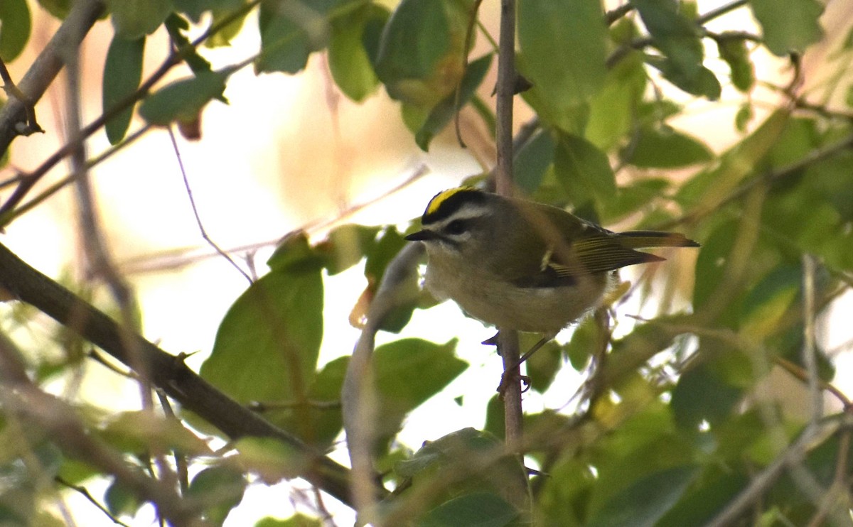 Golden-crowned Kinglet - ML609110740