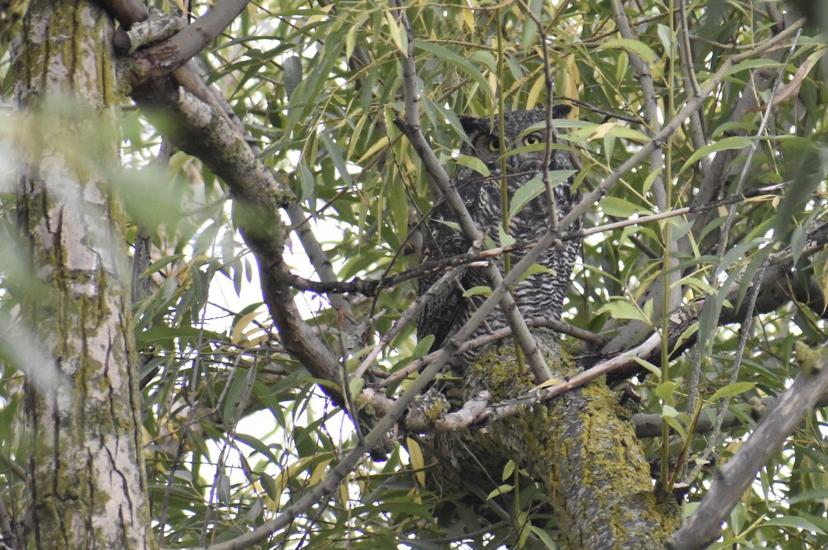 Great Horned Owl - ML609110771