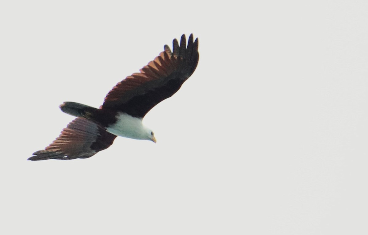 Brahminy Kite - ML609110790