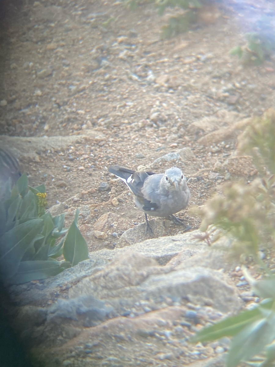 Clark's Nutcracker - ML609110905