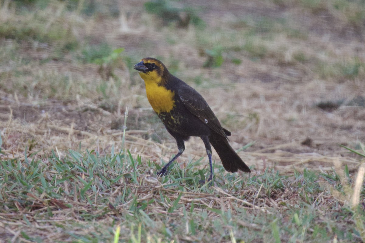 Yellow-headed Blackbird - ML609110919