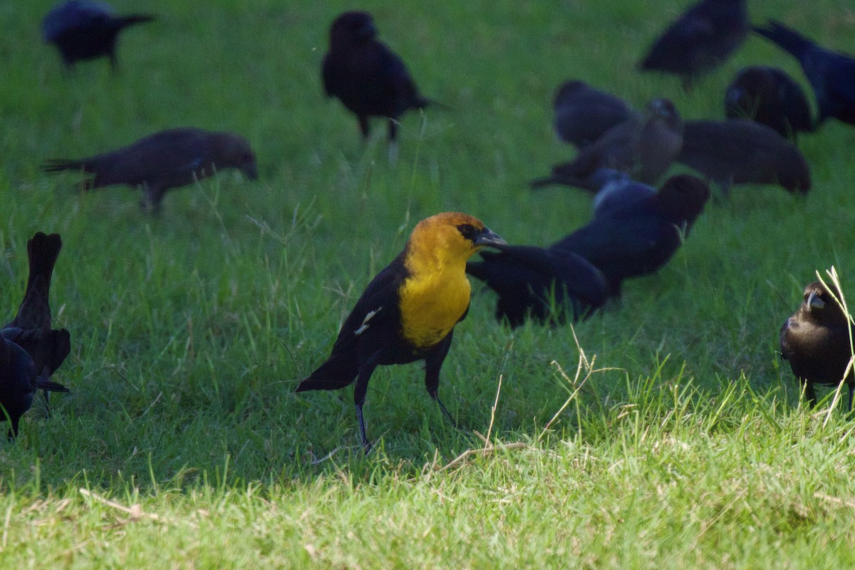 Yellow-headed Blackbird - ML609110920