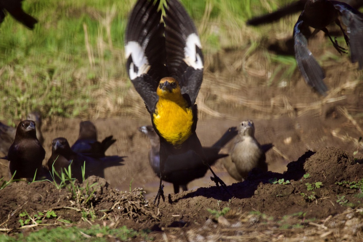 Yellow-headed Blackbird - ML609110921