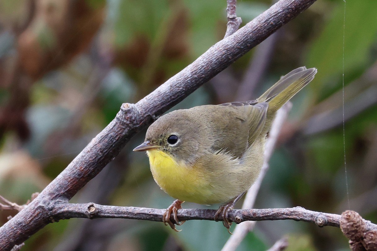 Common Yellowthroat - ML609110975