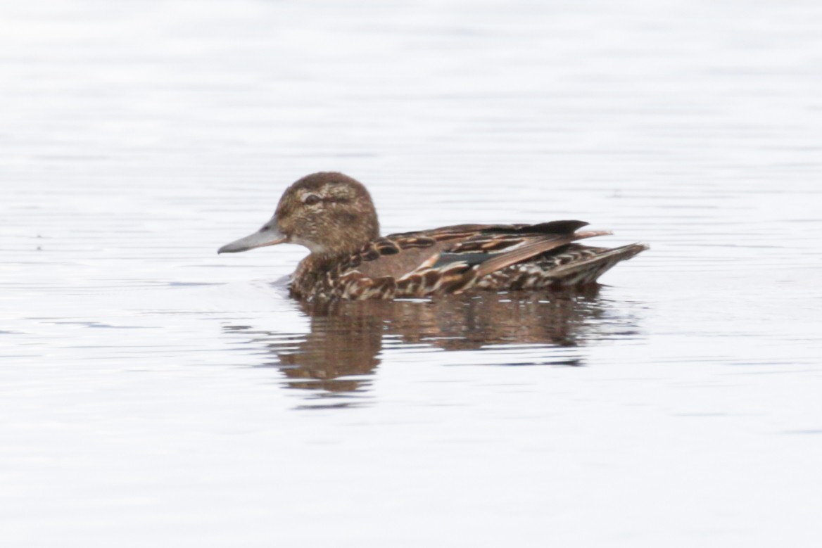 Green-winged Teal - ML609111024