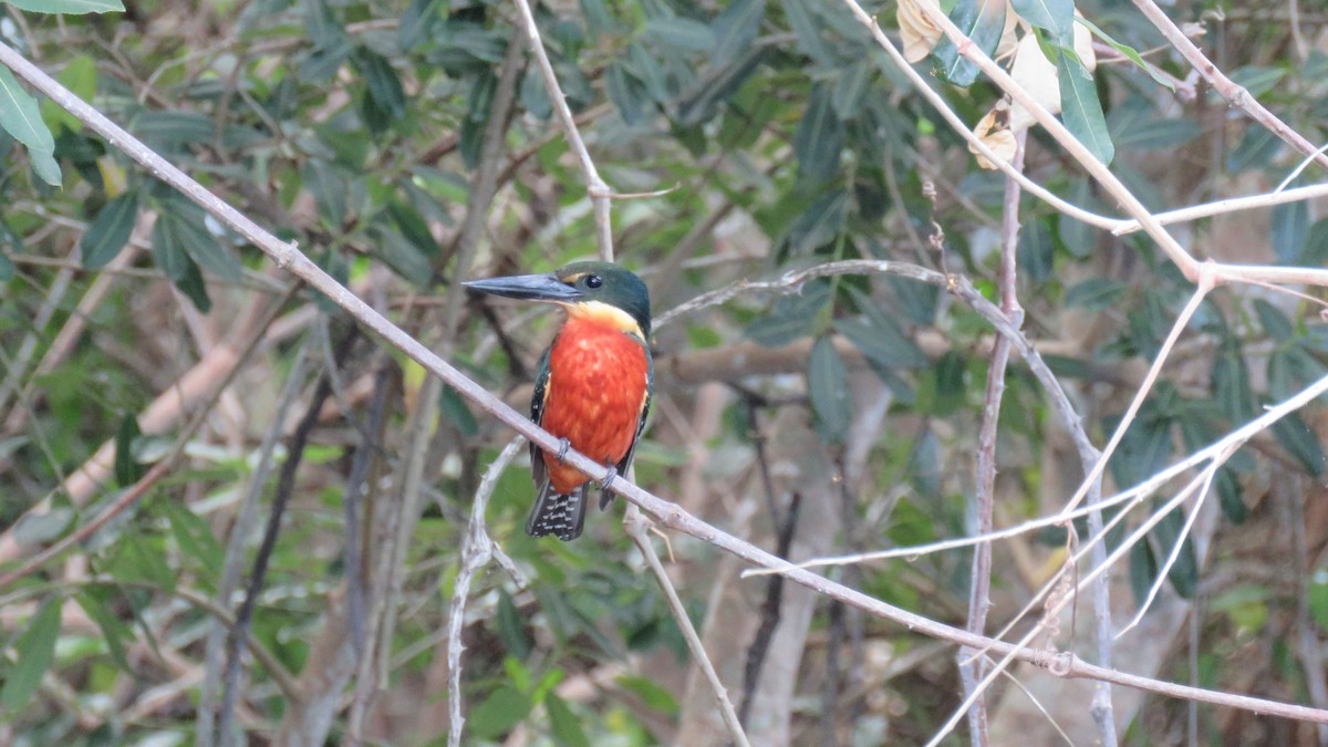 Green-and-rufous Kingfisher - ML609111077