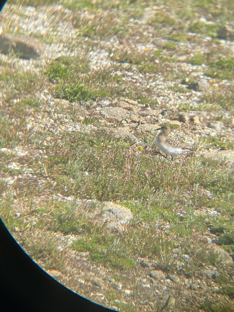 Baird's Sandpiper - ML609111117