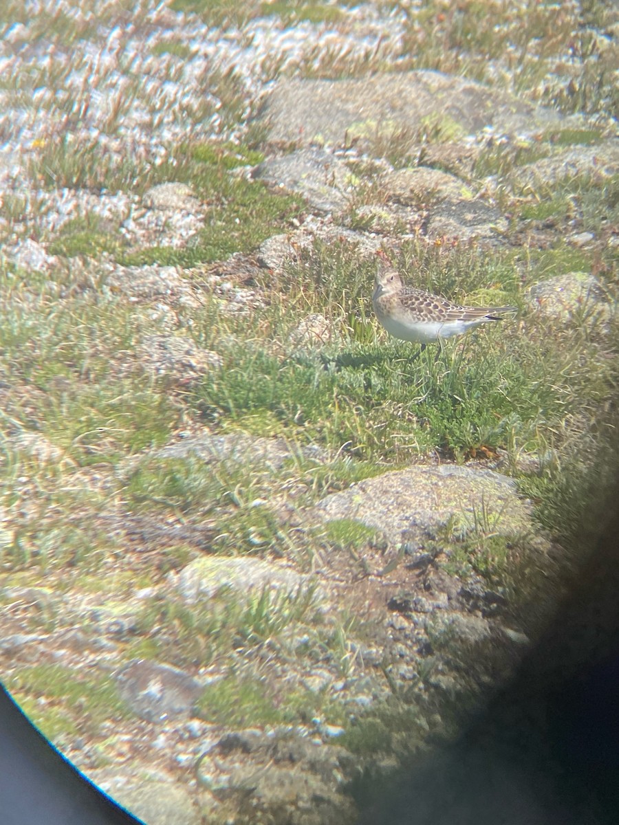 Baird's Sandpiper - ML609111119