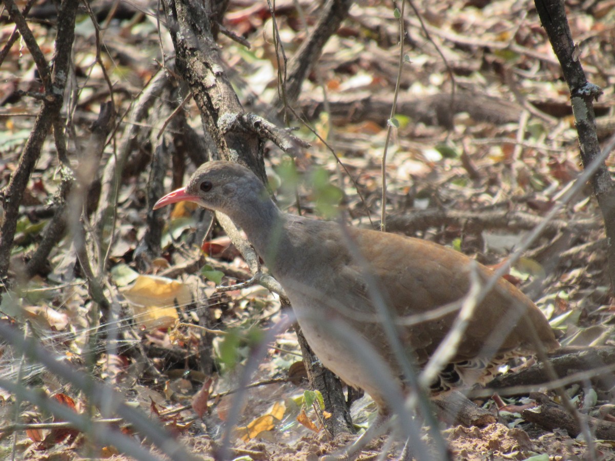 Tataupa Tinamou - ML609111123