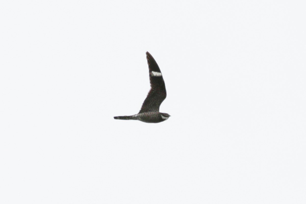 Common Nighthawk - ML609111161