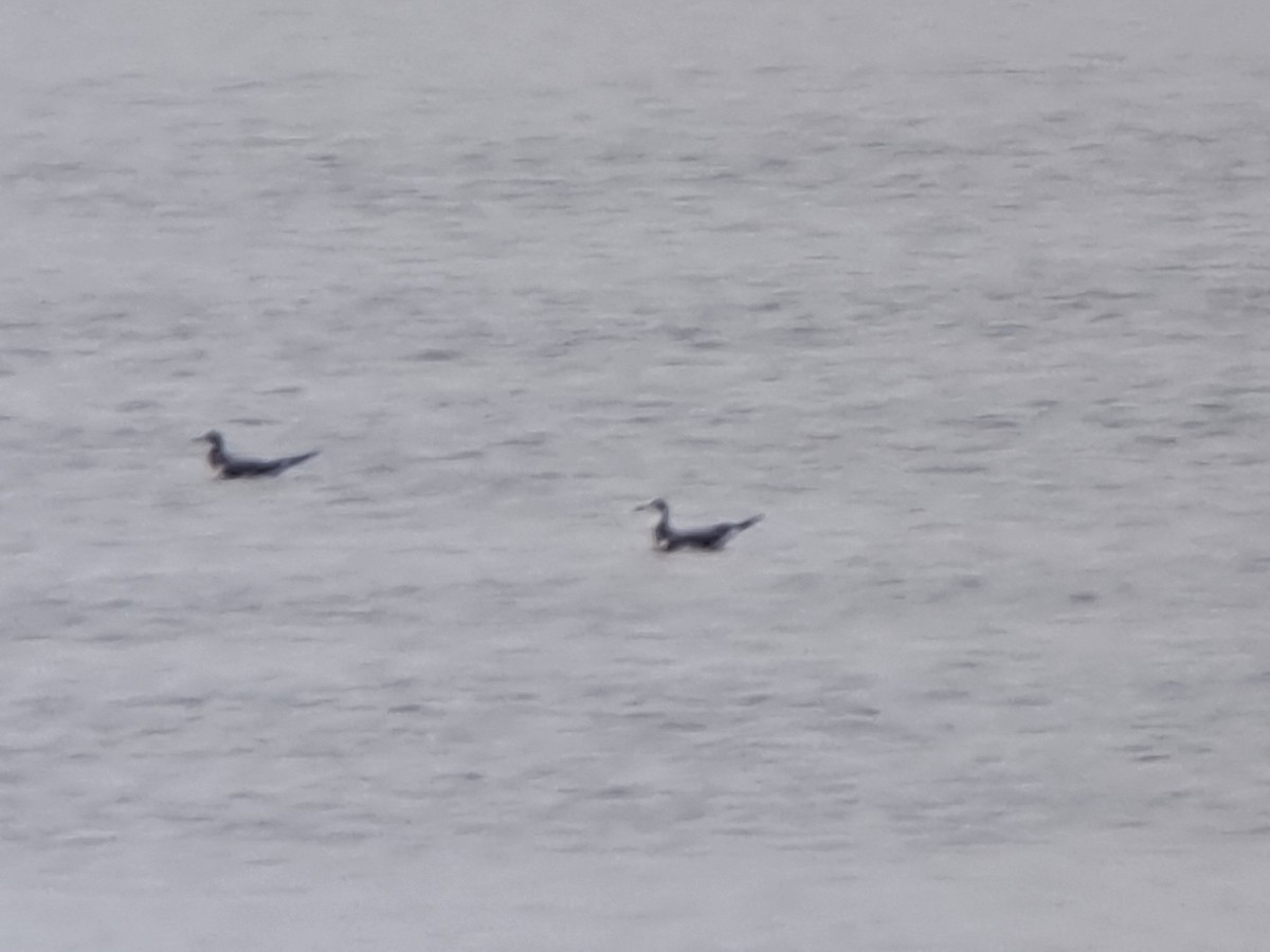 Sabine's Gull - ML609111310