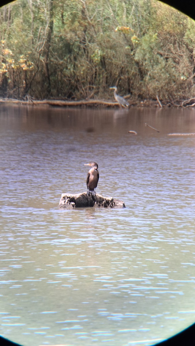 Cormoran à aigrettes - ML609111323